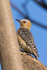 Hoffmann's Woodpecker photo 3