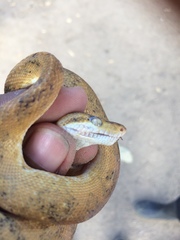 Corallus ruschenbergerii