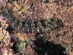 Mussel Blenny photo 4
