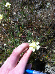 Platystemon californicus