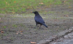 Corvus corone