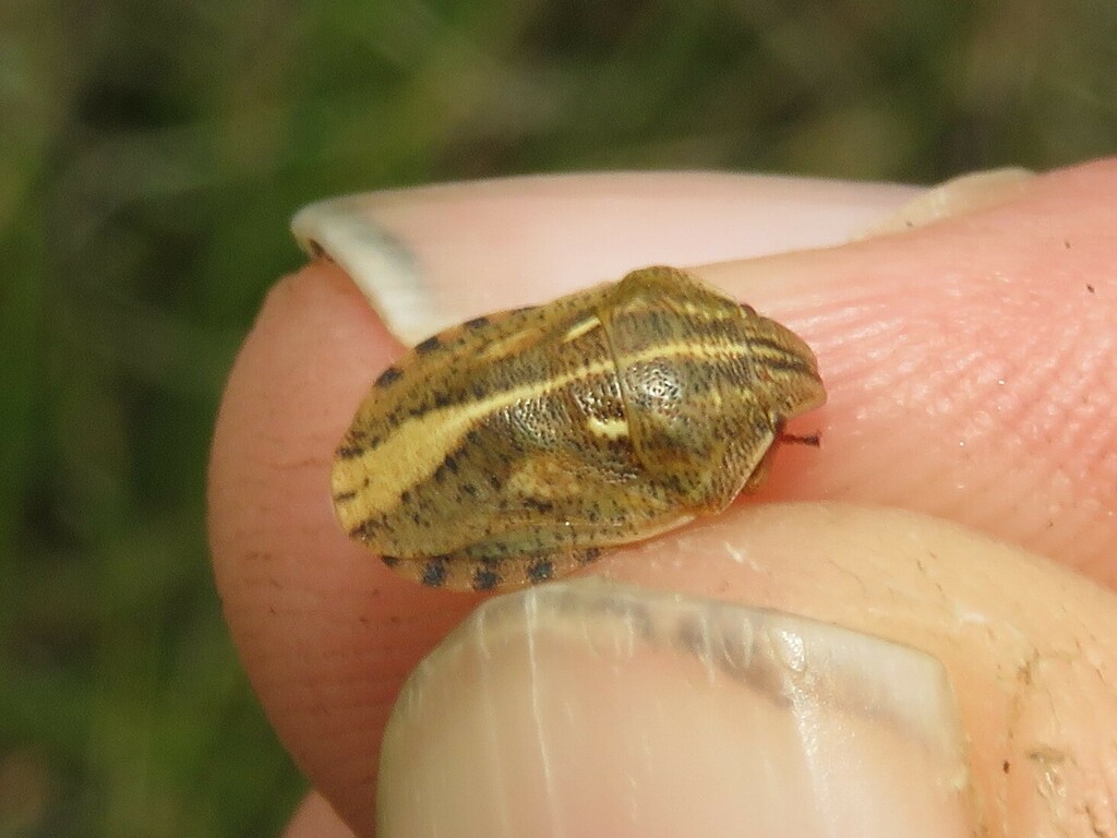 Eurygaster alternata