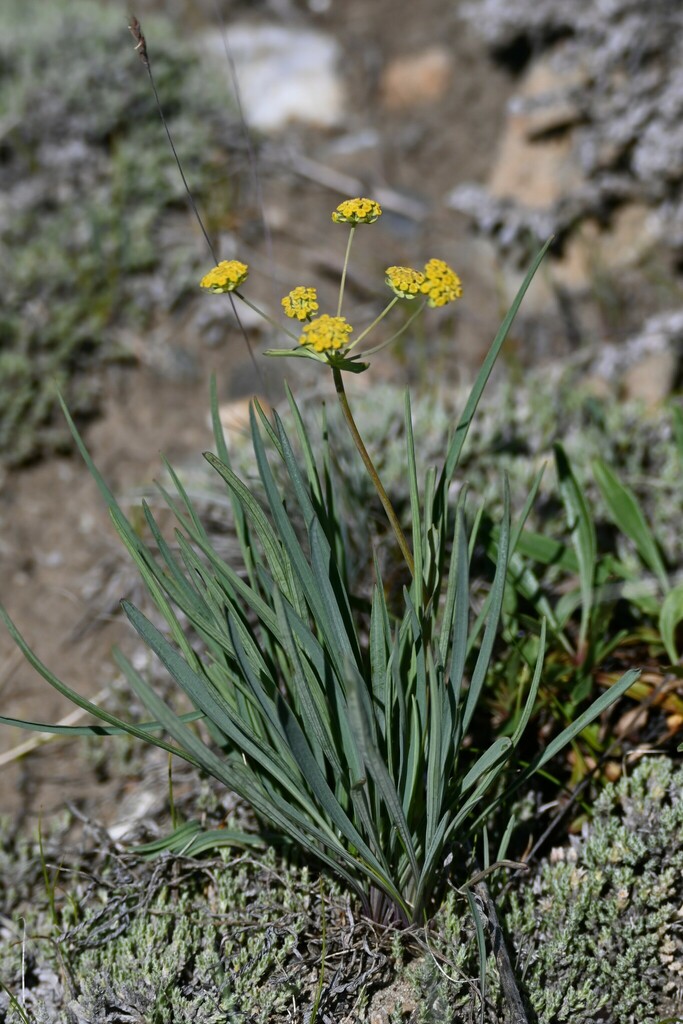 American Thorowax