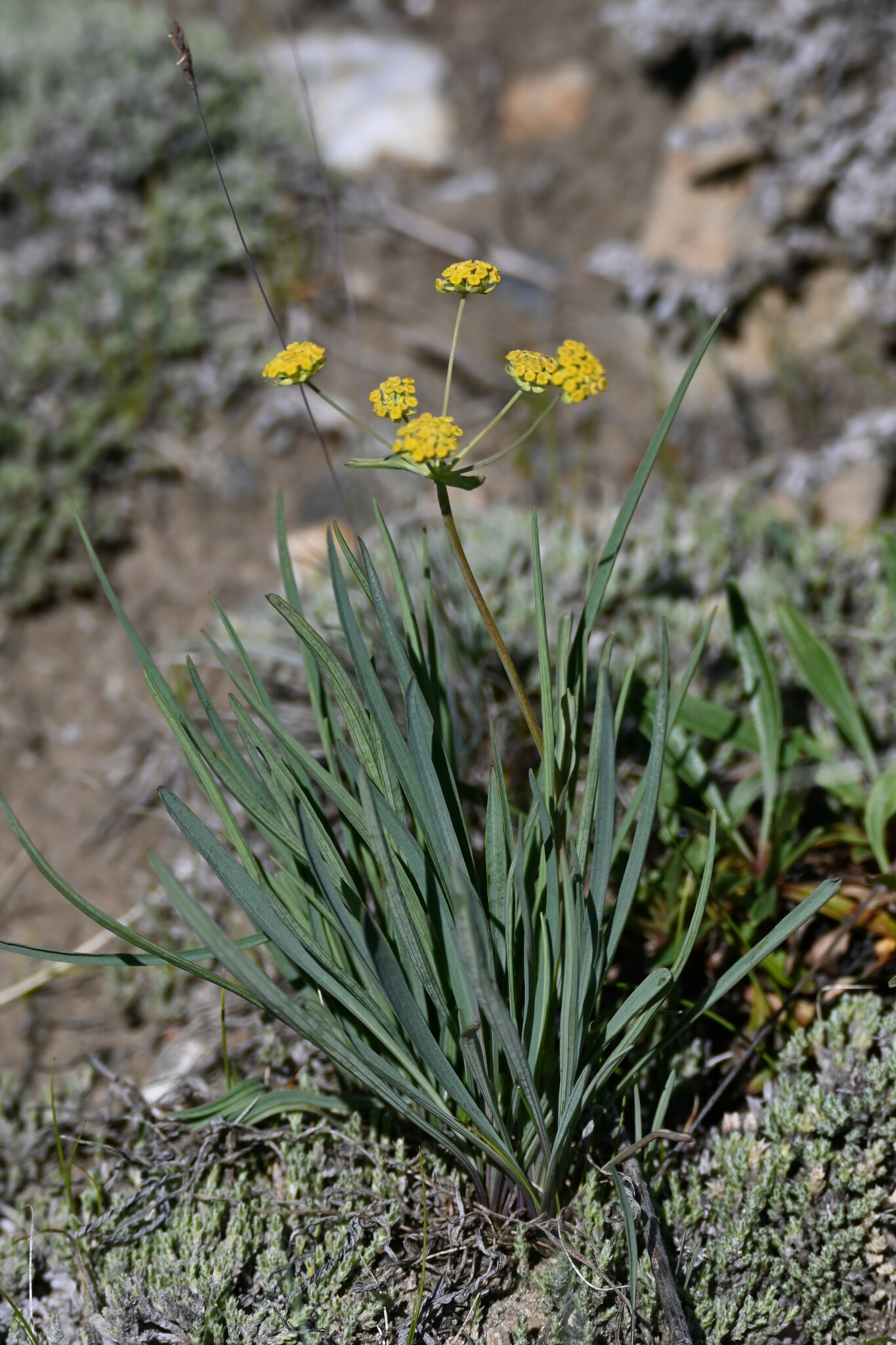 Bupleurum americanum