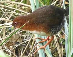 Laterallus leucopyrrhus