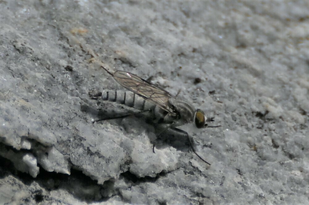 Cliorismia bussi