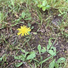Pilosella piloselloides image