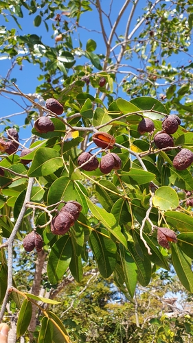 Image of Copaifera langsdorffii by (c) João Arthur Rabello, some rights reserved (CC BY)