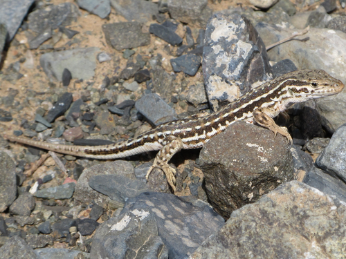 Mongolia Racerunner