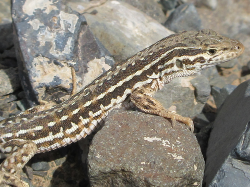 Mongolia Racerunner