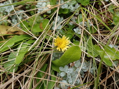 Taraxacum zealandicum