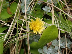 Taraxacum zealandicum