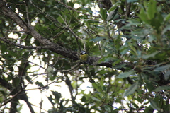 Cyanistes teneriffae teneriffae