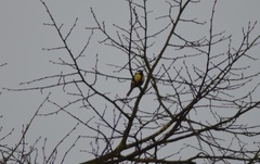 Parus major