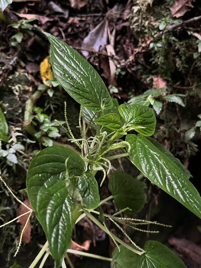 Peperomia subalata