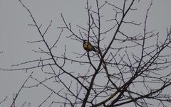Parus major