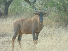 Damaliscus lunatus lunatus