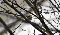 Fringilla coelebs