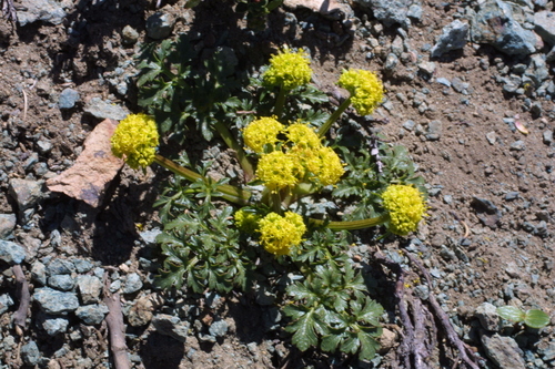 Sanicula