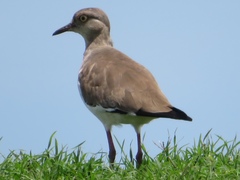 Vanellus melanopterus minor