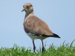 Vanellus melanopterus minor