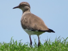 Vanellus melanopterus minor