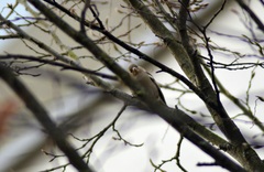 Fringilla coelebs