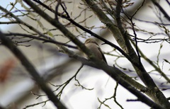 Fringilla coelebs