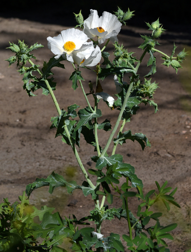 thistle poppy