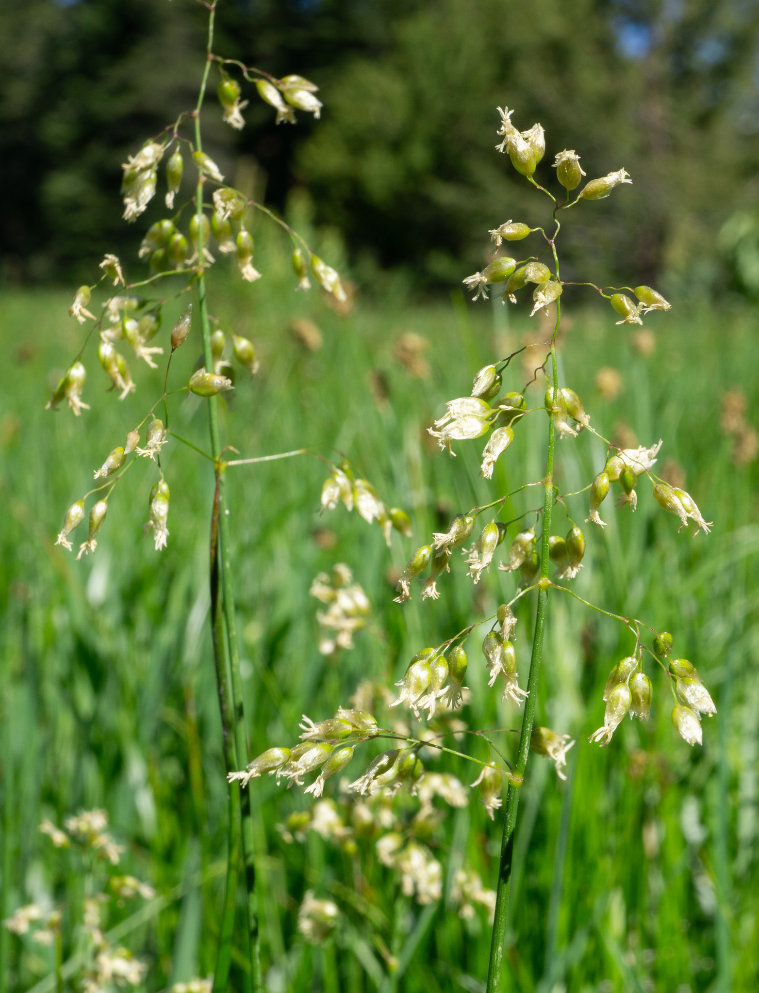 Anthoxanthum nitens ssp. nitens