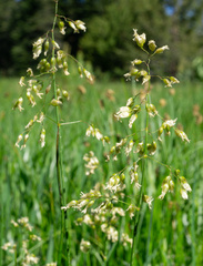 Vanilla grass