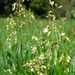 Vanilla Grass - Photo (c) Matt Berger, some rights reserved (CC BY), uploaded by Matt Berger