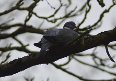 Columba palumbus