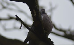 Columba palumbus