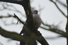 Columba palumbus