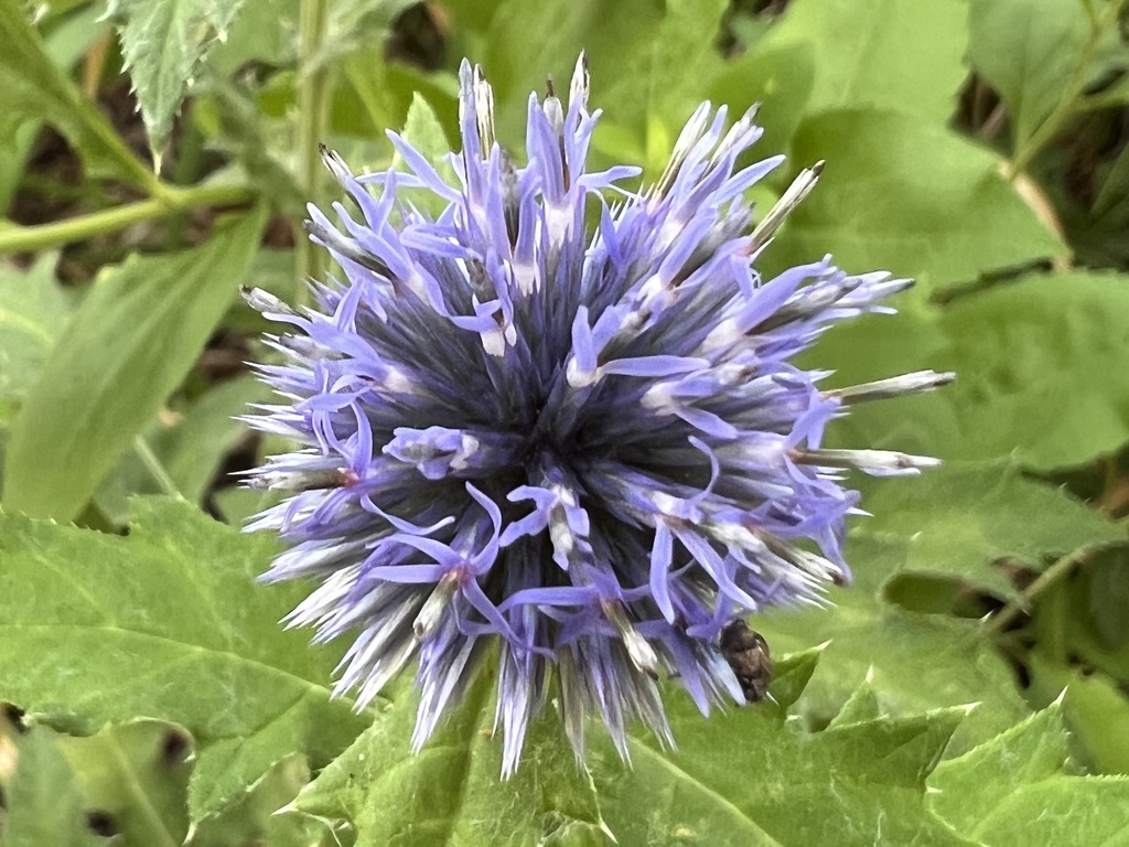 Echinops bannaticus, Roanoke Park, Kansas City, MO, US