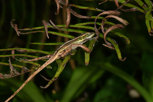 Bahoruco Long-snouted Anole, Anolis bahorucoensis