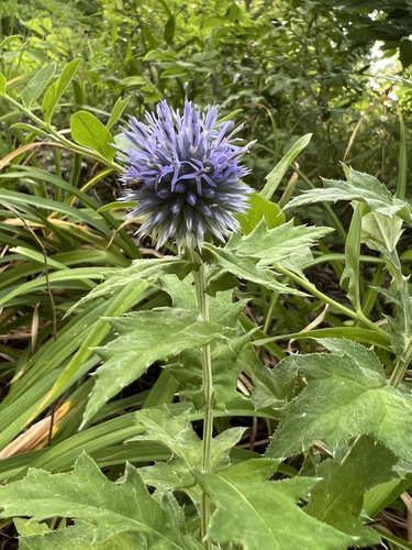 Echinops bannaticus