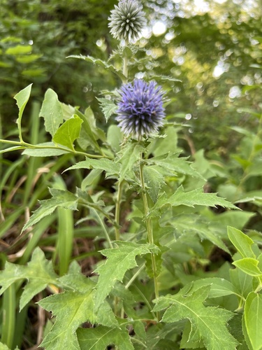 Echinops bannaticus