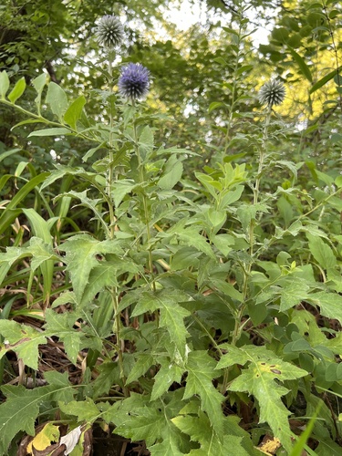 Echinops bannaticus