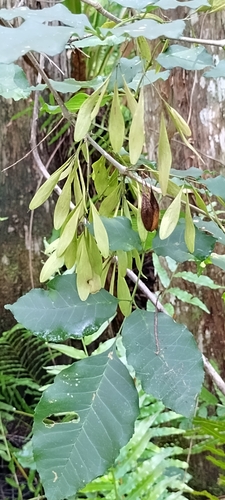 Image of Fraxinus caroliniana by (c) Abby Darrah, some rights reserved (CC BY)