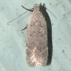Anacampsis