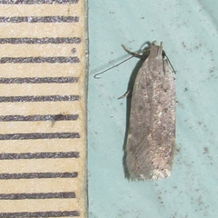 Anacampsis
