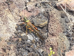 Schistocerca melanocera