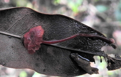 Cruentomycena viscidocruenta