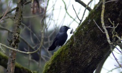 Corvus monedula