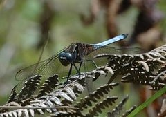 Orthetrum azureum