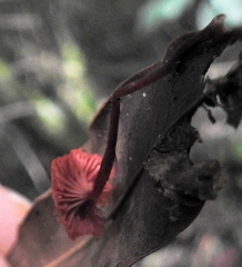 Cruentomycena viscidocruenta