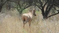 Damaliscus lunatus lunatus