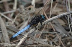 Orthetrum azureum